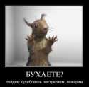 белка белка