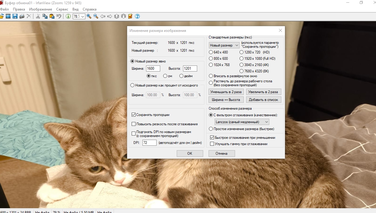 Котик.jpg