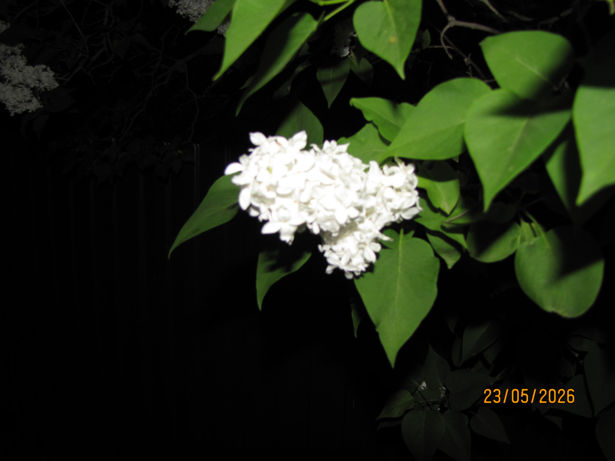 IMG_6449.JPG