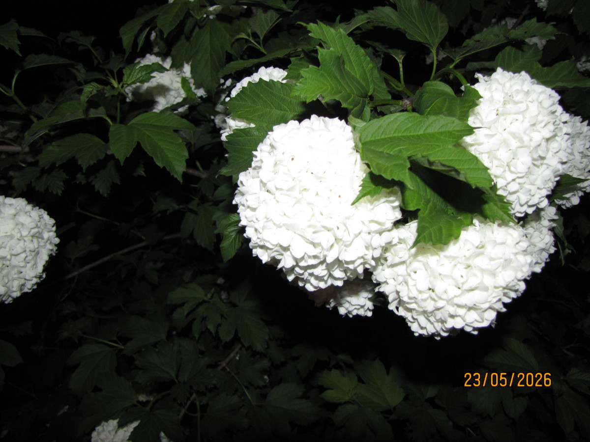 IMG_6466.JPG