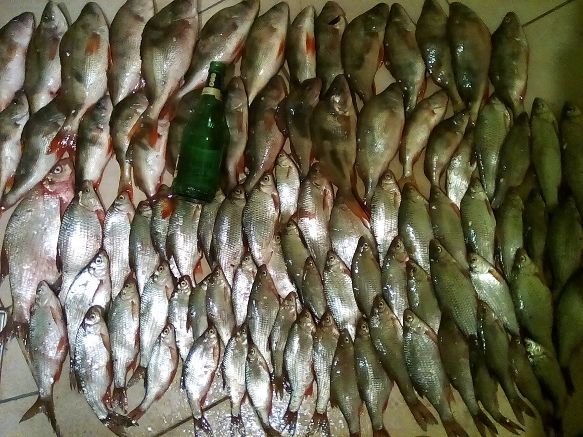 рыбки1.jpg